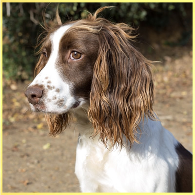 Springer sprocker sales